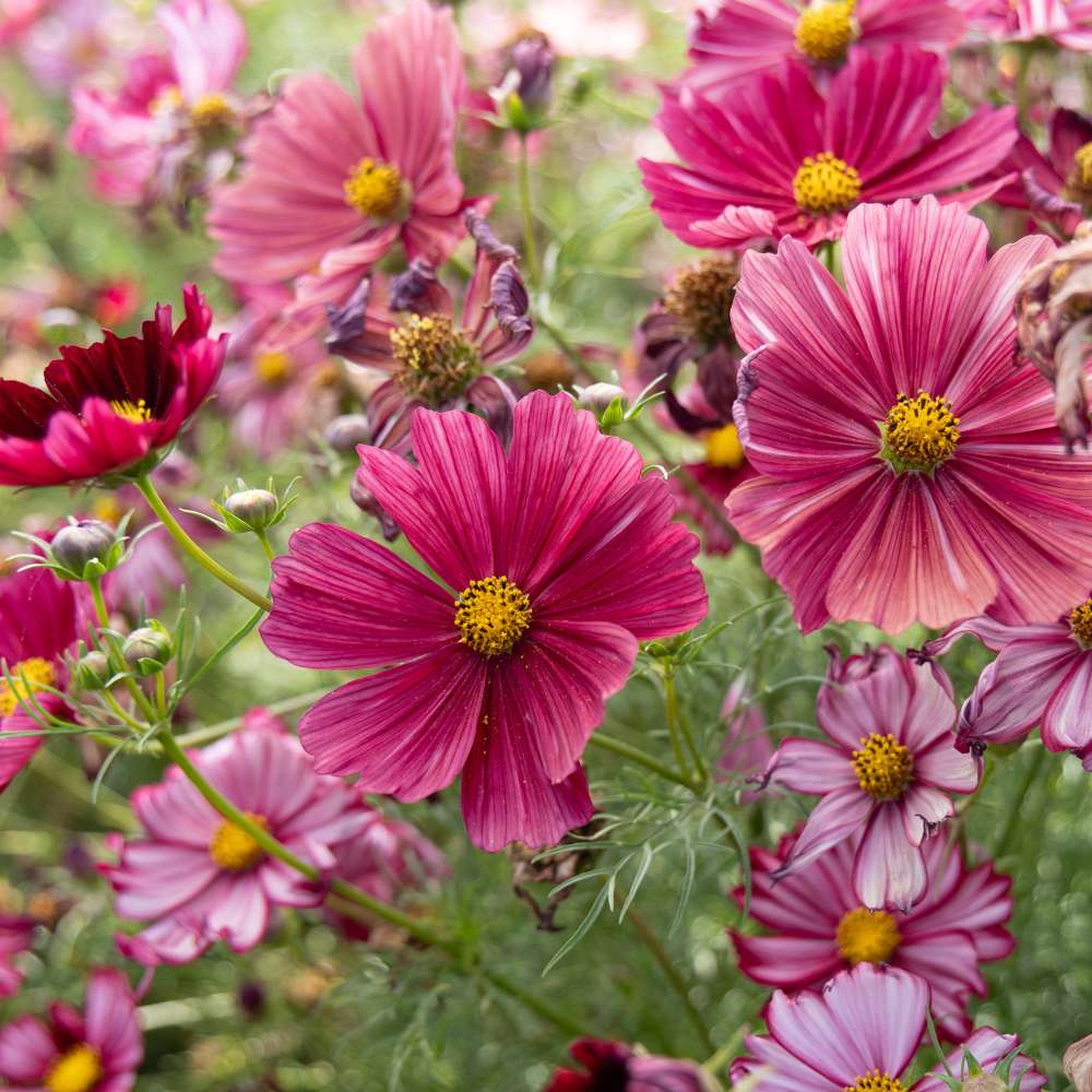 Cosmos 'Rubenza' (frø)